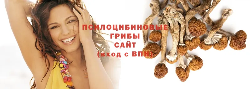 Галлюциногенные грибы Psilocybe  Дзержинск 